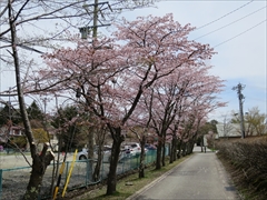 大賀ホール側道 桜並木