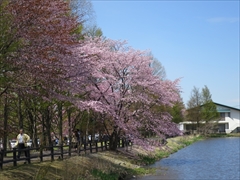 矢ヶ崎公園の遊歩道 桜並木