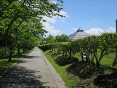 大賀ホール横の桜並木
