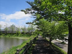 矢ヶ崎公園の遊歩道