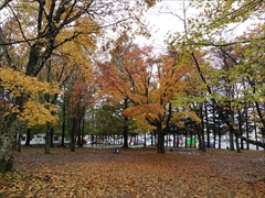 軽井沢 矢ヶ崎公園 紅葉 29日雨