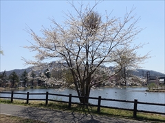 軽井沢 矢ヶ崎公園・大賀ホール 矢ヶ崎公園 遊歩道の桜 満開