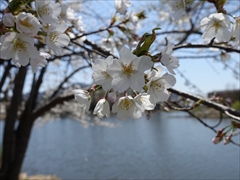 軽井沢 矢ヶ崎公園・大賀ホール 桜満開 左写真のアップ