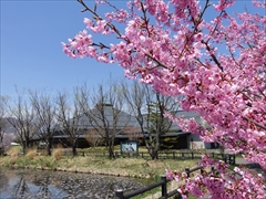 軽井沢 矢ヶ崎公園・大賀ホール 矢ヶ崎公園 遊歩道の桜 満開