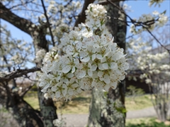 軽井沢 矢ヶ崎公園・大賀ホール 桜満開 左写真のアップ