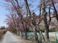 軽井沢 矢ヶ崎公園・大賀ホール 大賀ホール側道 桜並木