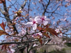 軽井沢 矢ヶ崎公園・大賀ホール 桜散り始め 左写真のアップ