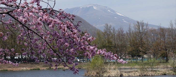 軽井沢 矢ヶ崎公園・大賀ホール 矢ヶ崎公園のヤマザクラから離山、浅間山を望む 2018年4月22日